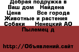 Добрая подружка,в Ваш дом!!!Найдена › Цена ­ 10 - Все города Животные и растения » Собаки   . Ненецкий АО,Пылемец д.